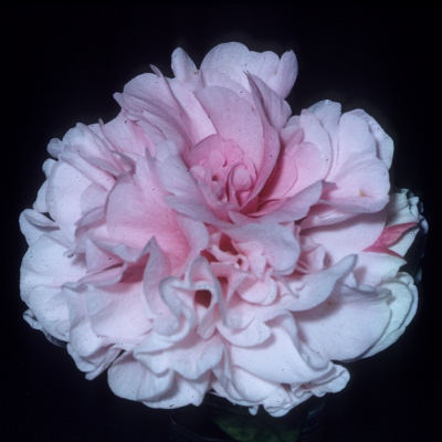 Woodville Red Blush